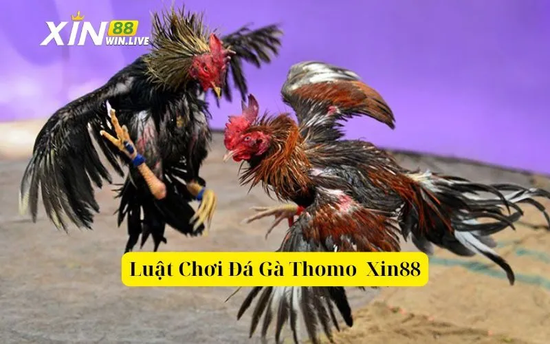 Luật Chơi Đá Gà Thomo Xin88