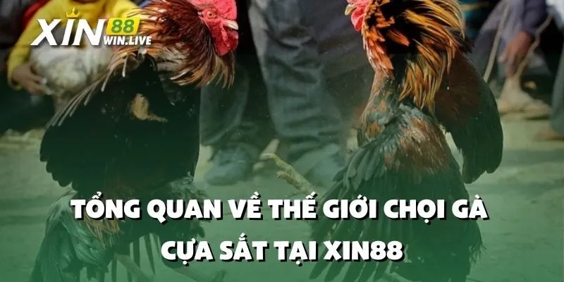 Tổng Quan Về Thế Giới Chọi Gà Cựa Sắt Tại XIN88